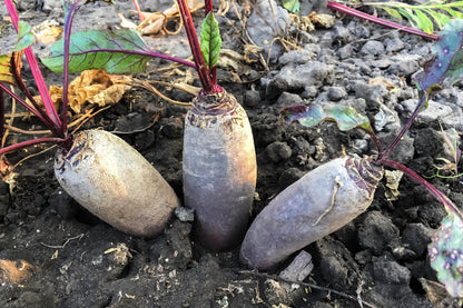 250 Cylindra Beet (Beta Vulgaris) Seeds