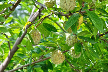 15 Sweetsop/ Custard Apple (Annona Squamosa) Seeds