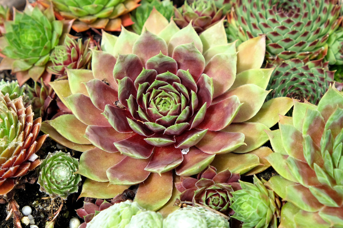Mountain Houseleek (Sempervivum montanum) Seeds – 50 ct
