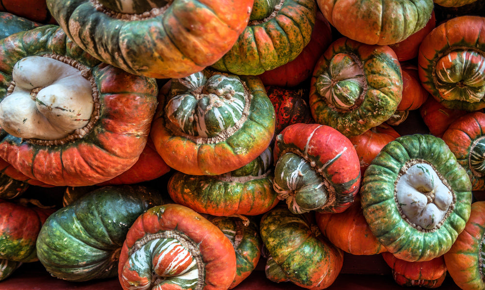 10 American Turks Turban Squash (Cucurbita Maxima) Seeds