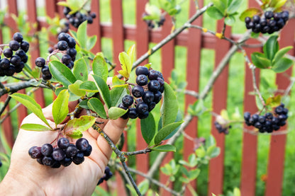 50 Black Chokeberry (Aronia Melanocarpa) Seeds