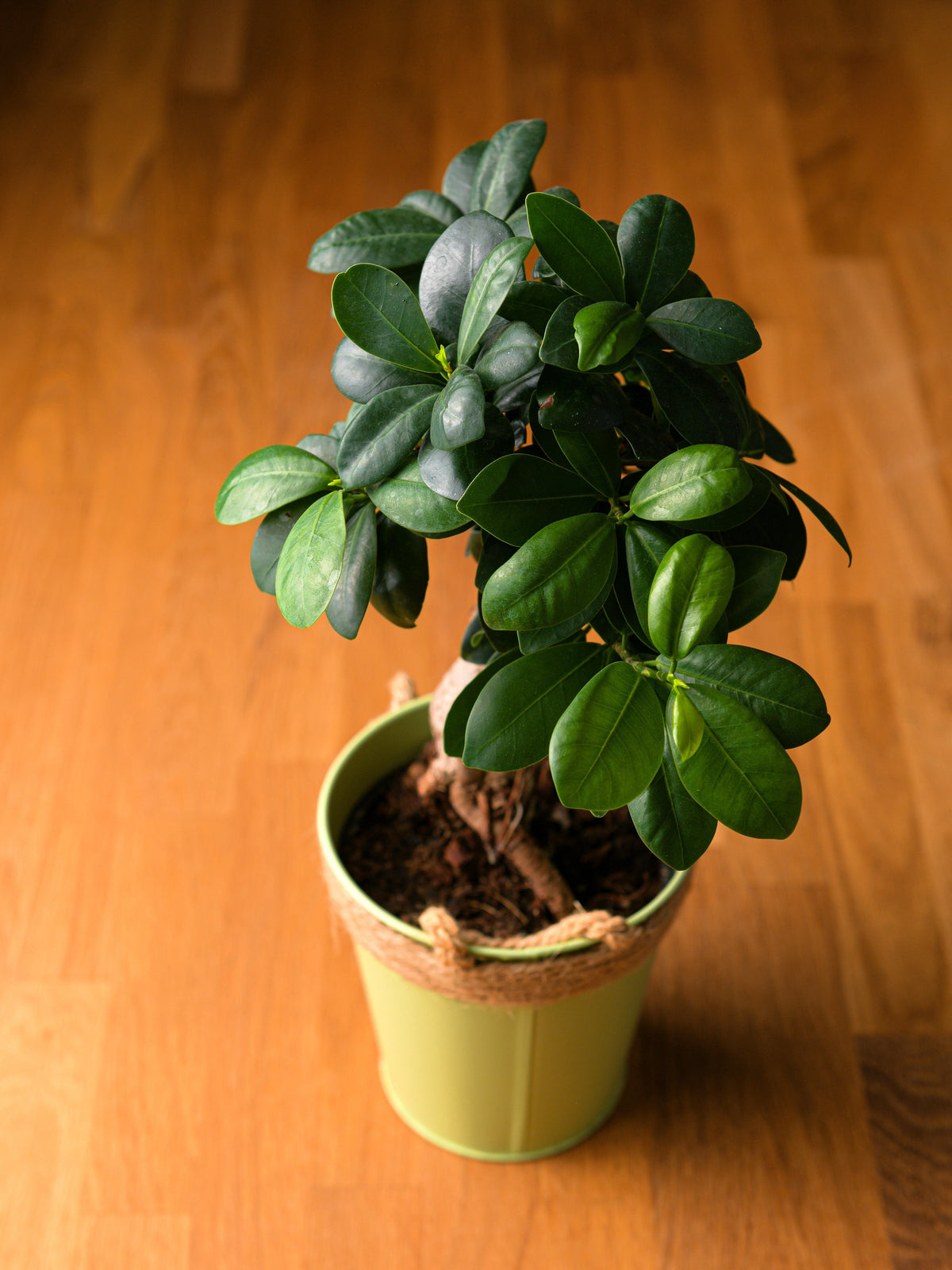 Banyan Fig (Ficus benghalensis) Seeds – 50 ct