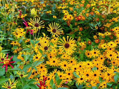 300 Sweet Coneflower (Rudbeckia Subtomentosa; Sweet Black Eyed Susan) Seeds