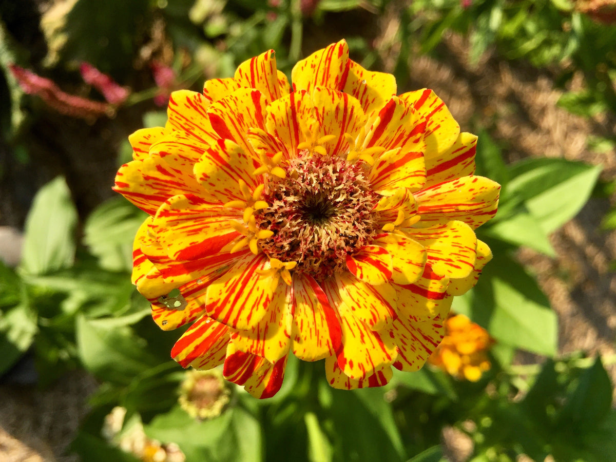 150 PEPPERMINT STICK ZINNIA Mix Mixed Colors Red Stripe Elegans Flower Seeds