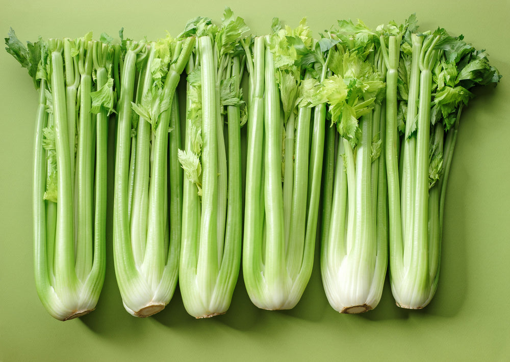 1000 Tall Utah Celery (Apium Graveolens) Seeds