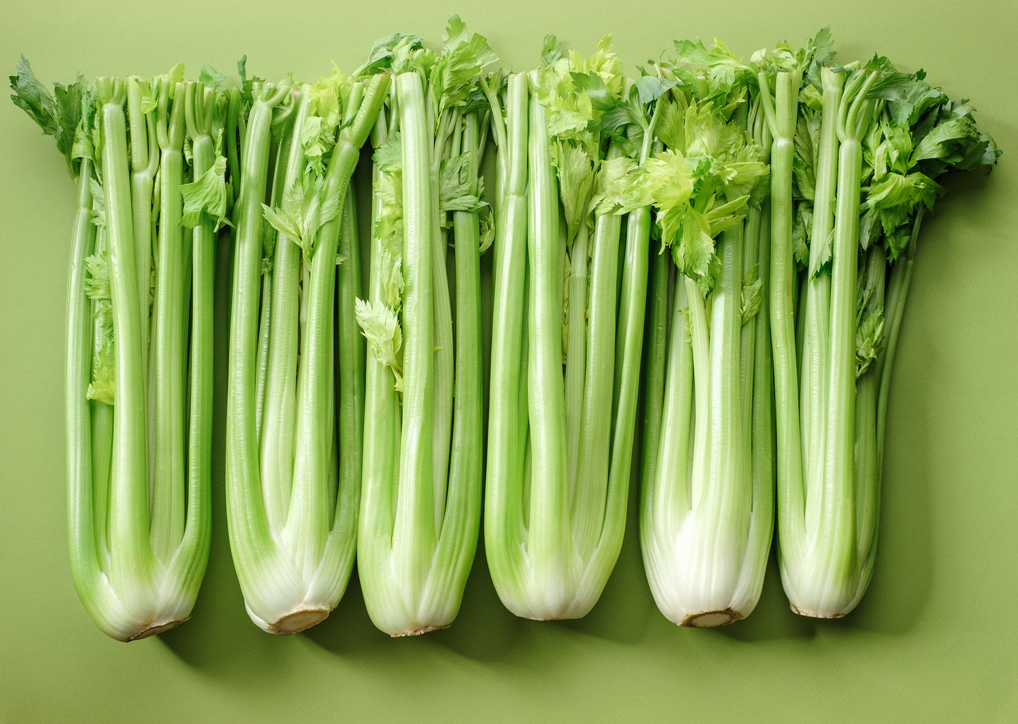 1000 Tall Utah Celery (Apium Graveolens) Seeds