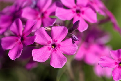 Prairie Phlox Mix (Phlox pilosa) Seeds – 20 ct