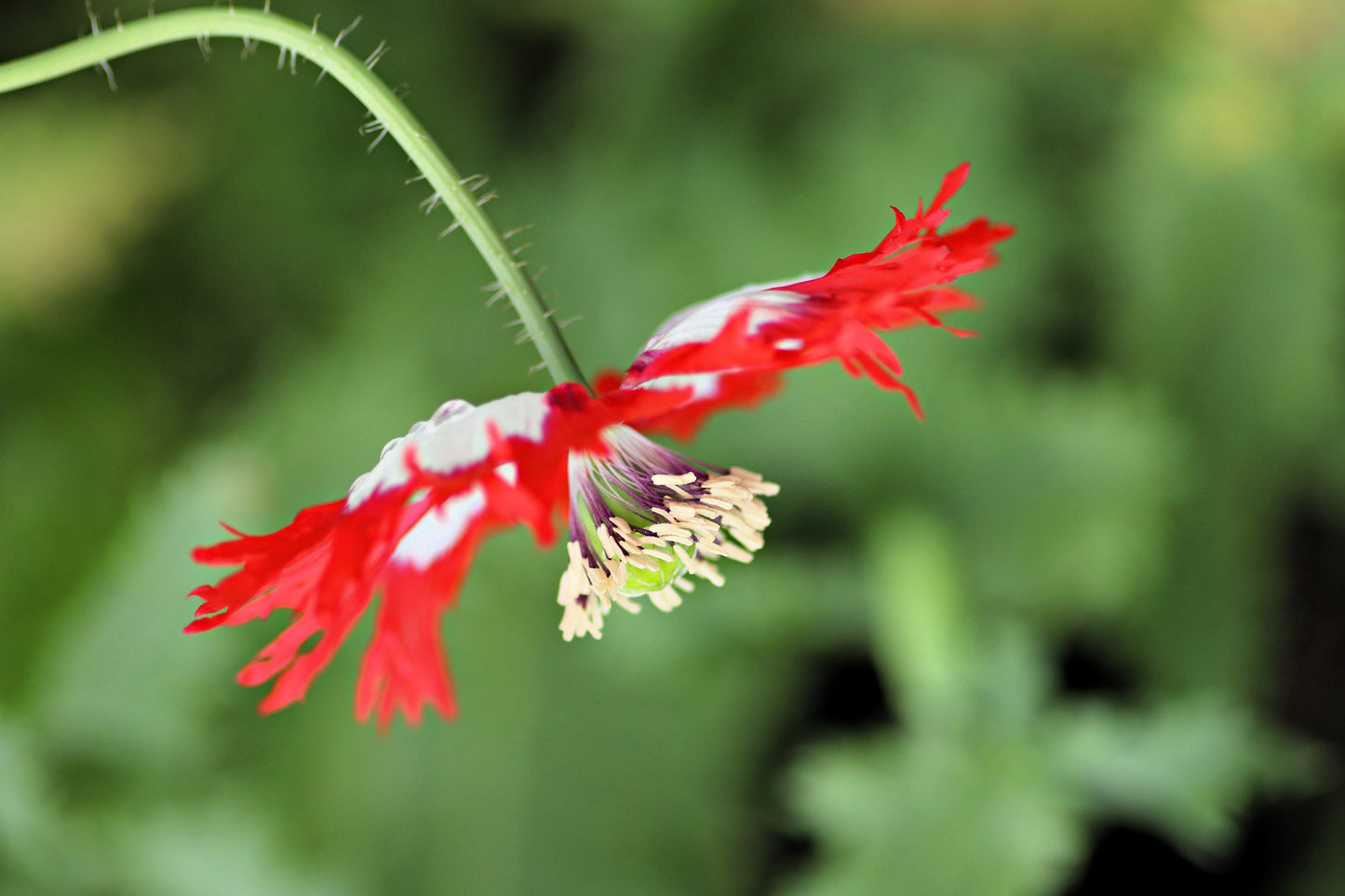 500 Danish Flag Poppy (Papaver Somniferum Danebrog) Seeds