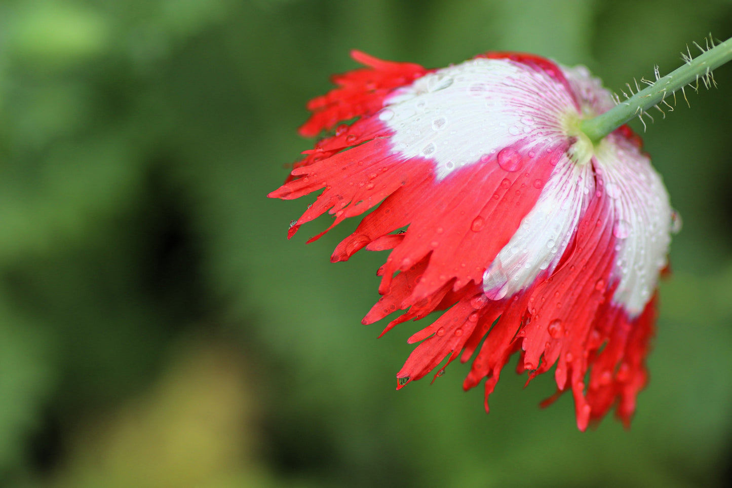 500 Danish Flag Poppy (Papaver Somniferum Danebrog) Seeds