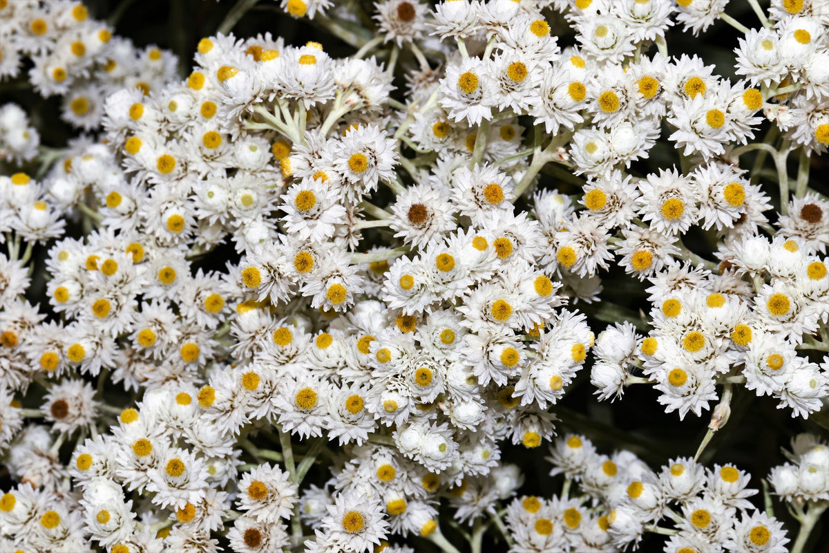 Pearly Everlasting (Anaphalis margaritacea) Seeds – 100 ct