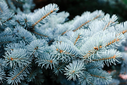 Grow Your Own CHRISTMAS TREE - Colorado Blue Spruce ( Picea Pungens Glauca ) Gift Packet of Tree Seeds