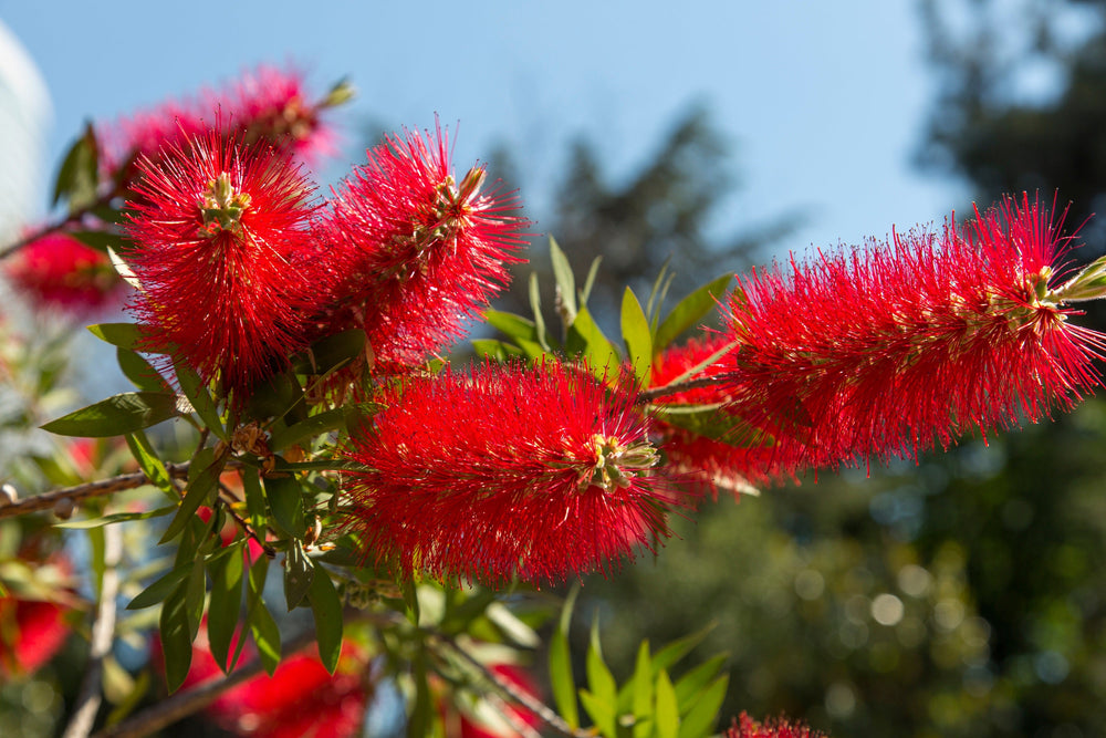 40 Crimson Bottlebrush (Callistemon Citrinus) Seeds