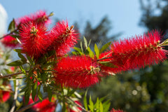 40 Crimson Bottlebrush (Callistemon Citrinus) Seeds