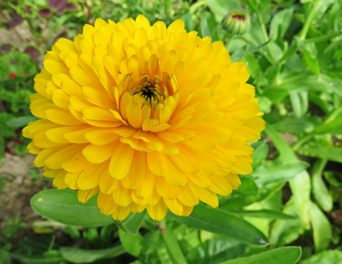 500 PAcific Beauty Marigold (Calendula Officinalis) Seeds