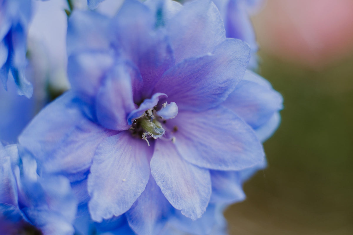 Blue With Pink Rocket Larkspur (Consolida ajacis) Seeds – 350 ct