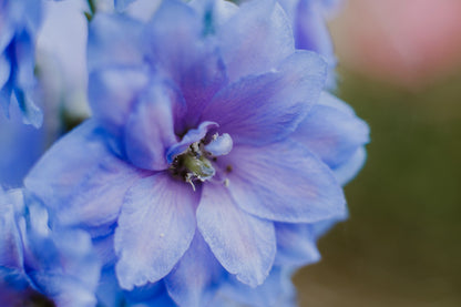 Blue With Pink Rocket Larkspur (Consolida ajacis) Seeds – 350 ct