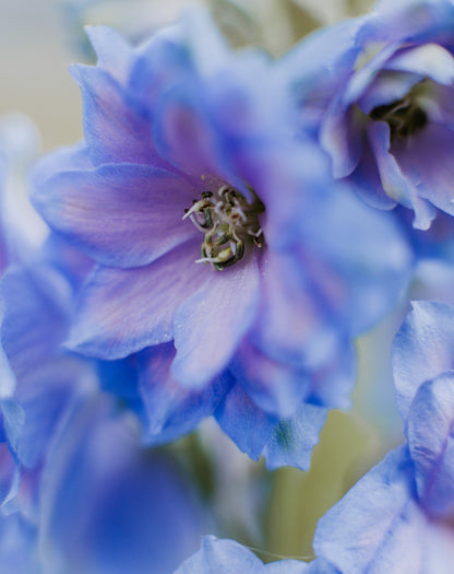 Blue With Pink Rocket Larkspur (Consolida ajacis) Seeds – 350 ct