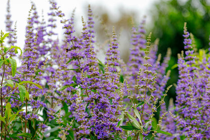 25 CHASTE BERRY TREE Vitex Agnus Castus Monk's Pepper Purple Fragrant Flower Seeds