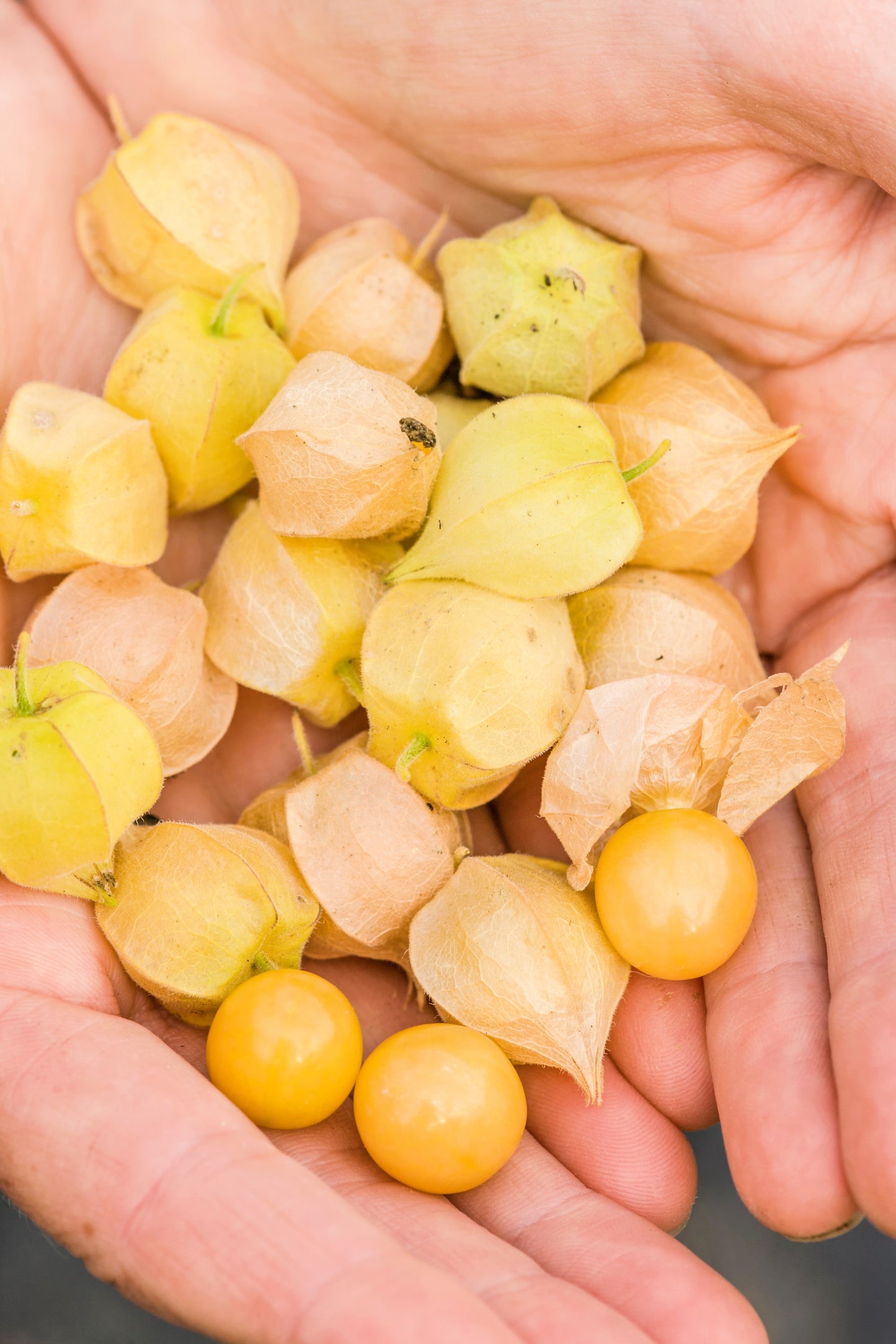 200 Organic Ground Cherry (Physalis Pruinosa) Seeds
