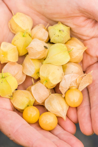 200 Organic Ground Cherry (Physalis Pruinosa) Seeds
