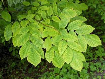 10 Yellow Ash Tree (Cladrastis Lutea Kentukea) Seeds