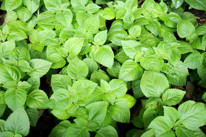 Clove Basil (Ocimum gratissimum) Seeds – 500 ct