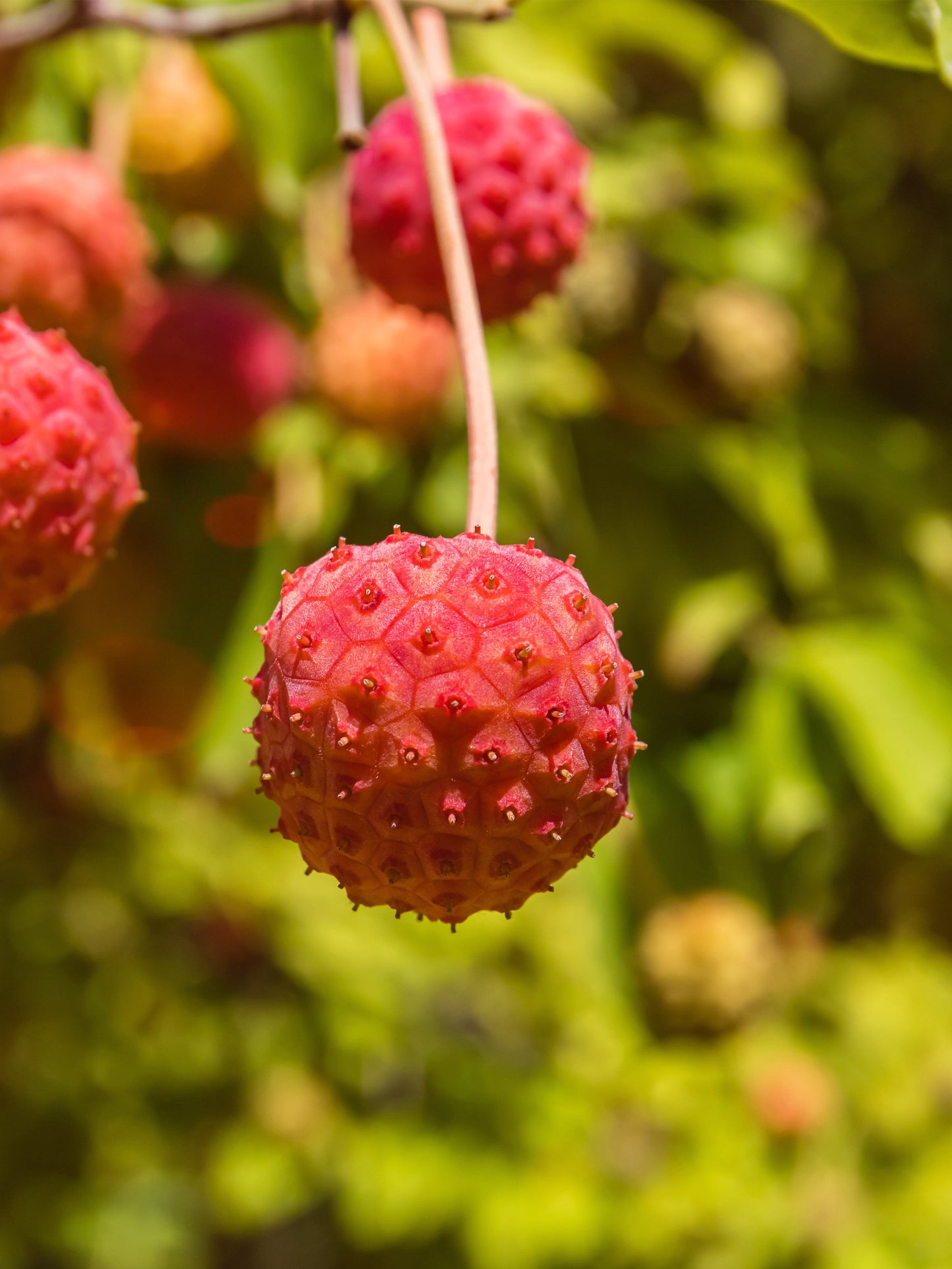20 Himalayan Dogwood (Cornus Capitata) Seeds