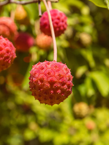 20 Himalayan Dogwood (Cornus Capitata) Seeds