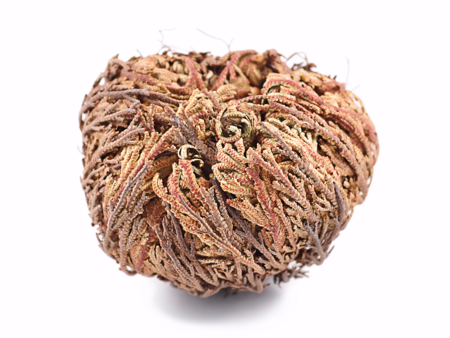 Live Resurrection Plant (Rose of Jericho, Dinosaur Fern)