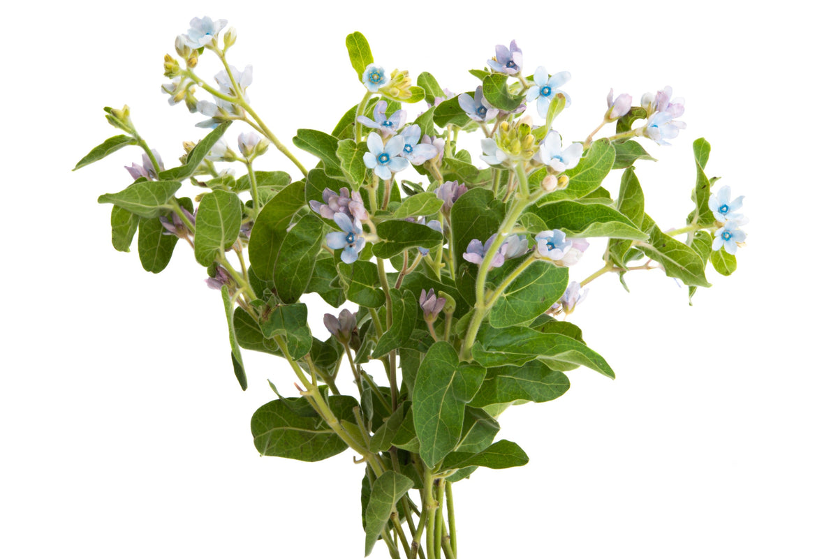 10 TWEEDIA BLUE MILKWEED Southern Star of Argentine Tweedia Caerulea syn. Oxypetalum Flower Vine Seeds