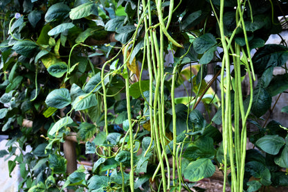 30 Yard Long Bean (Phaseolus Vulgaris) Seeds