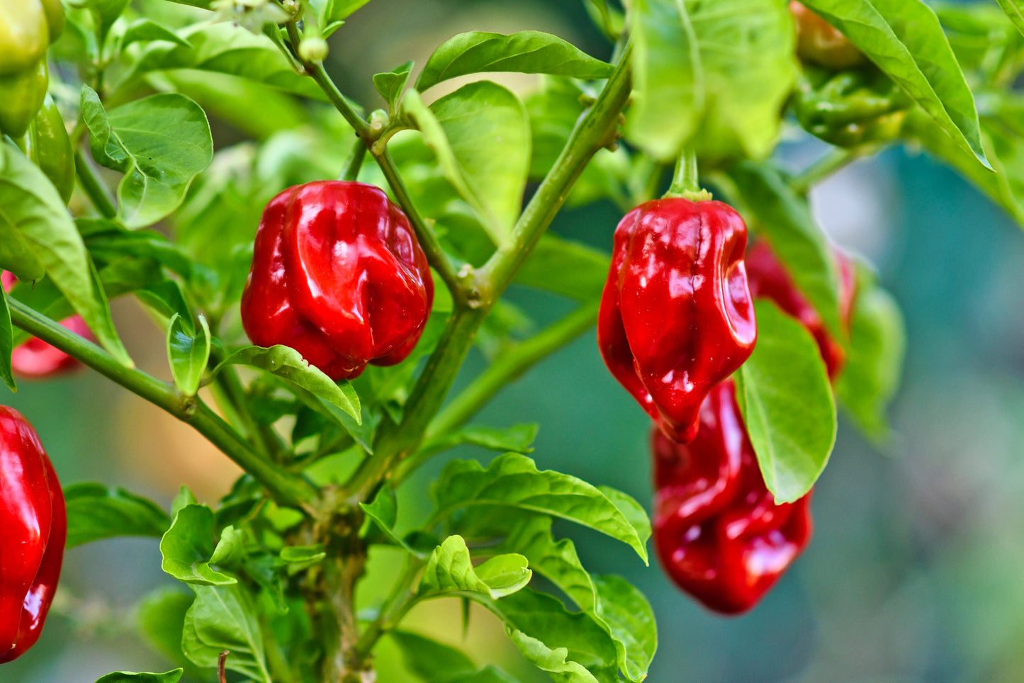 50 Red Habañero Pepper (Capsicum Chinense) Seeds