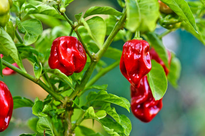 50 Red Habañero Pepper (Capsicum Chinense) Seeds