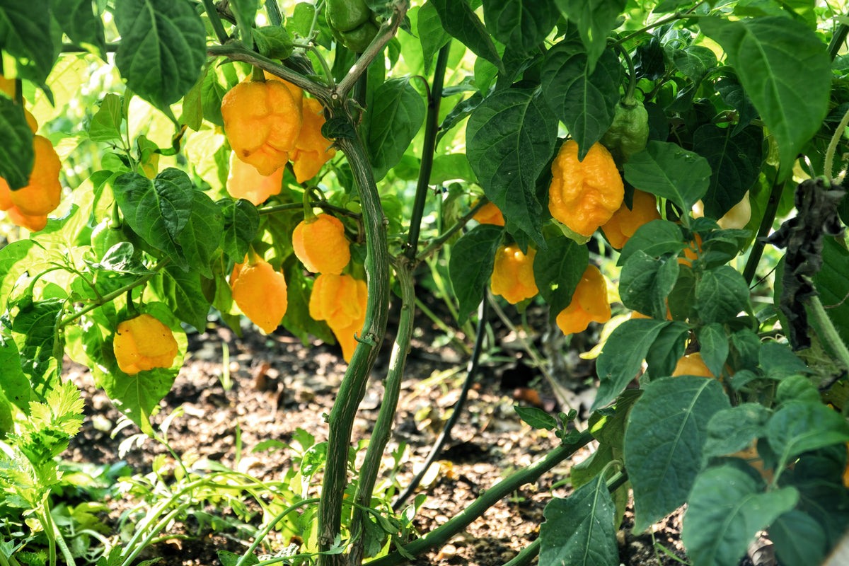 Yellow Carolina Reaper Pepper (Capsicum chinense) Seeds – 10 ct