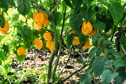 Yellow Carolina Reaper Pepper (Capsicum chinense) Seeds – 10 ct