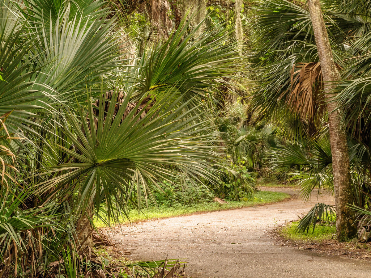 Green Saw Palmetto (Serenoa repens) Seeds – 5 ct
