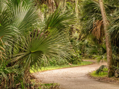 Green Saw Palmetto (Serenoa repens) Seeds – 5 ct