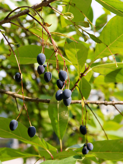3 Fringe Tree (Chionanthus Virginicus) Seeds