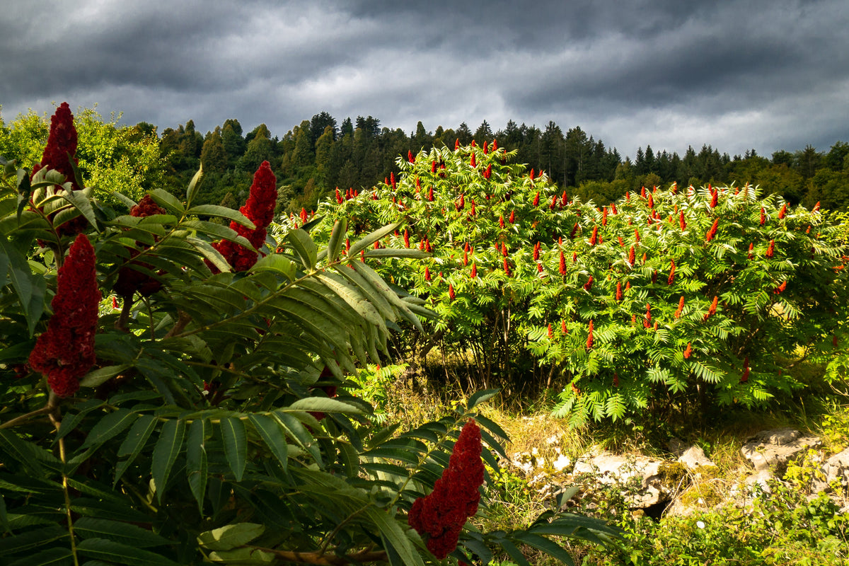 75 SMOOTH SUMAC TREE Red Berries Rhus Glabra Borealis Seeds