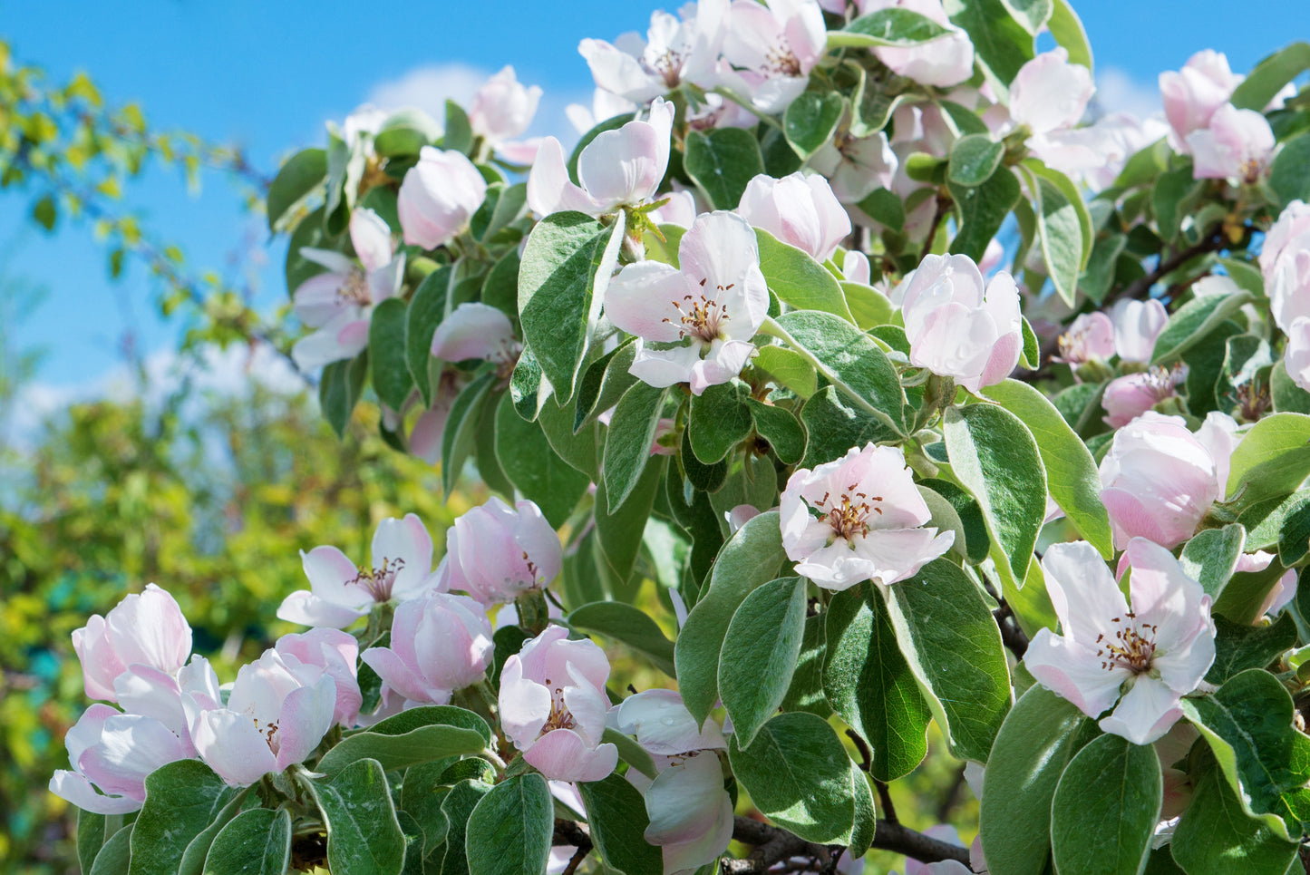 20 Common Culinary Quince (Cydonia Oblonga) Seeds
