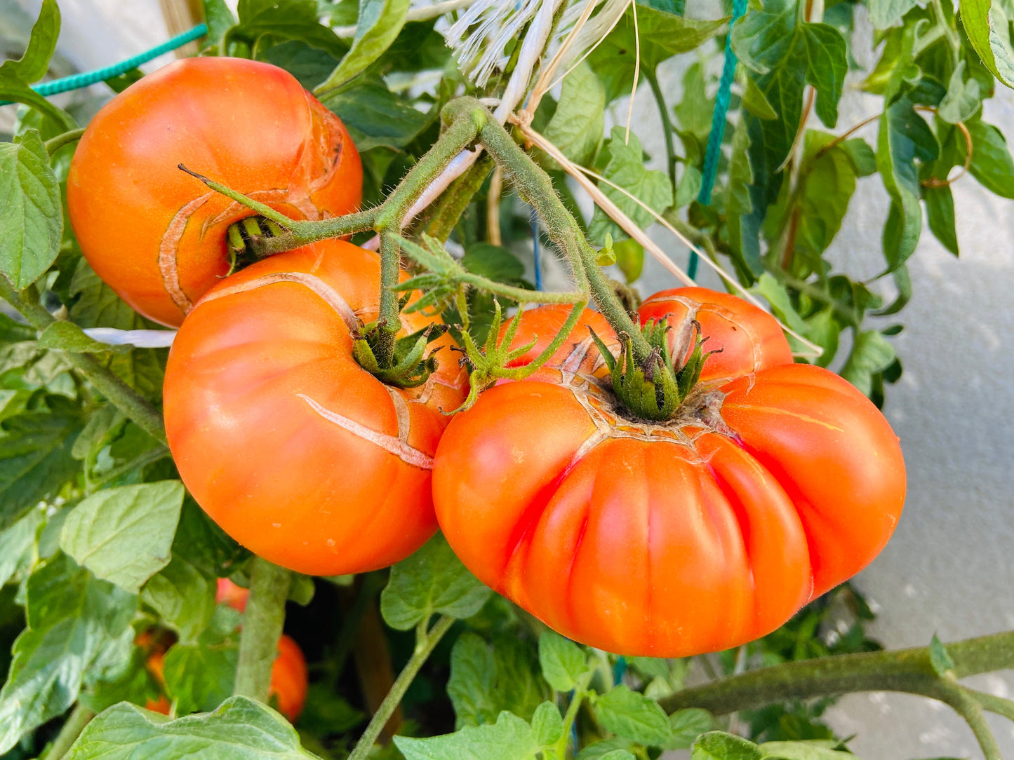 50 Pineapple Tomato (Solanum Lycopersium)t Seeds