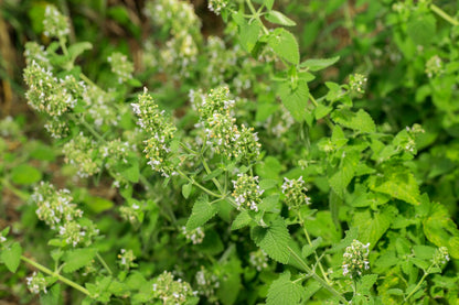 200 Lemony Catnip (Nepeta Cataria Citriodora) Seeds