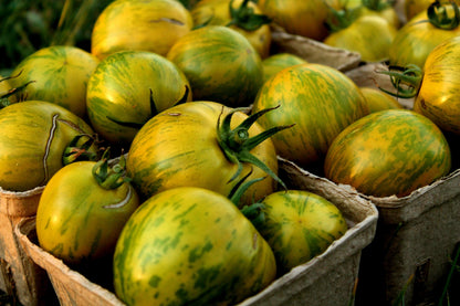 50 Green Zebra Tomato (Lycopersicon) Seeds