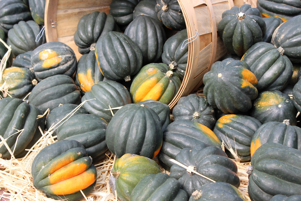 50 Table Queen Acorn Squash (Cucurbita Pepo) Seeds
