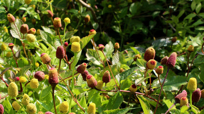 100 Toothache Plant (Spilanthes Oleracea) Seeds