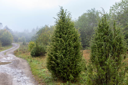 60 Common Juniper (Juniperus Communis) Seeds