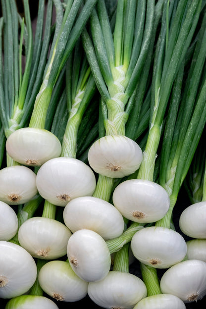 500 Sweet White Spanish Onion (Allium Cepa) Seeds