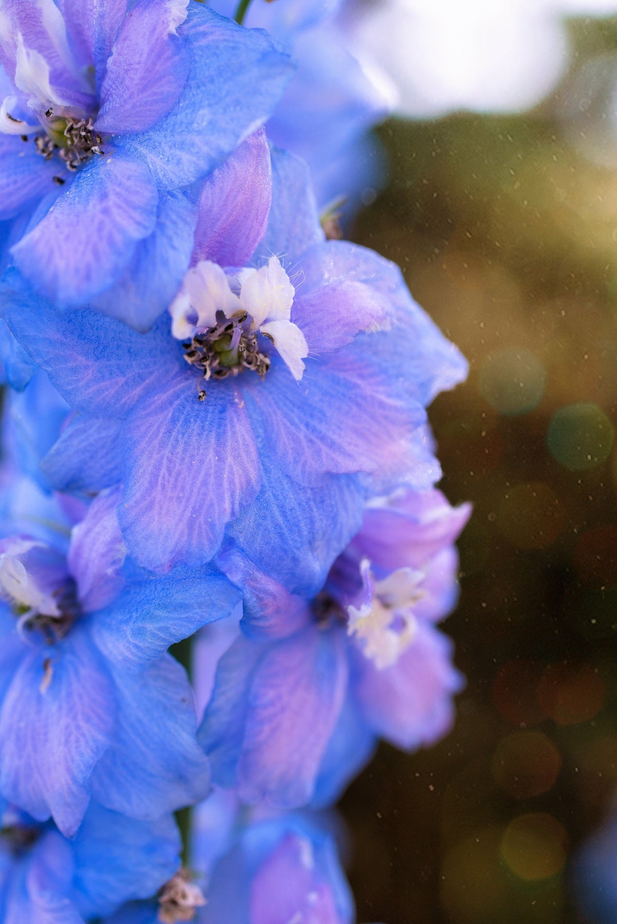 Blue With Pink Rocket Larkspur (Consolida ajacis) Seeds – 350 ct