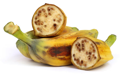 Plantain Banana (Musa balbisiana) Seeds – 5 ct