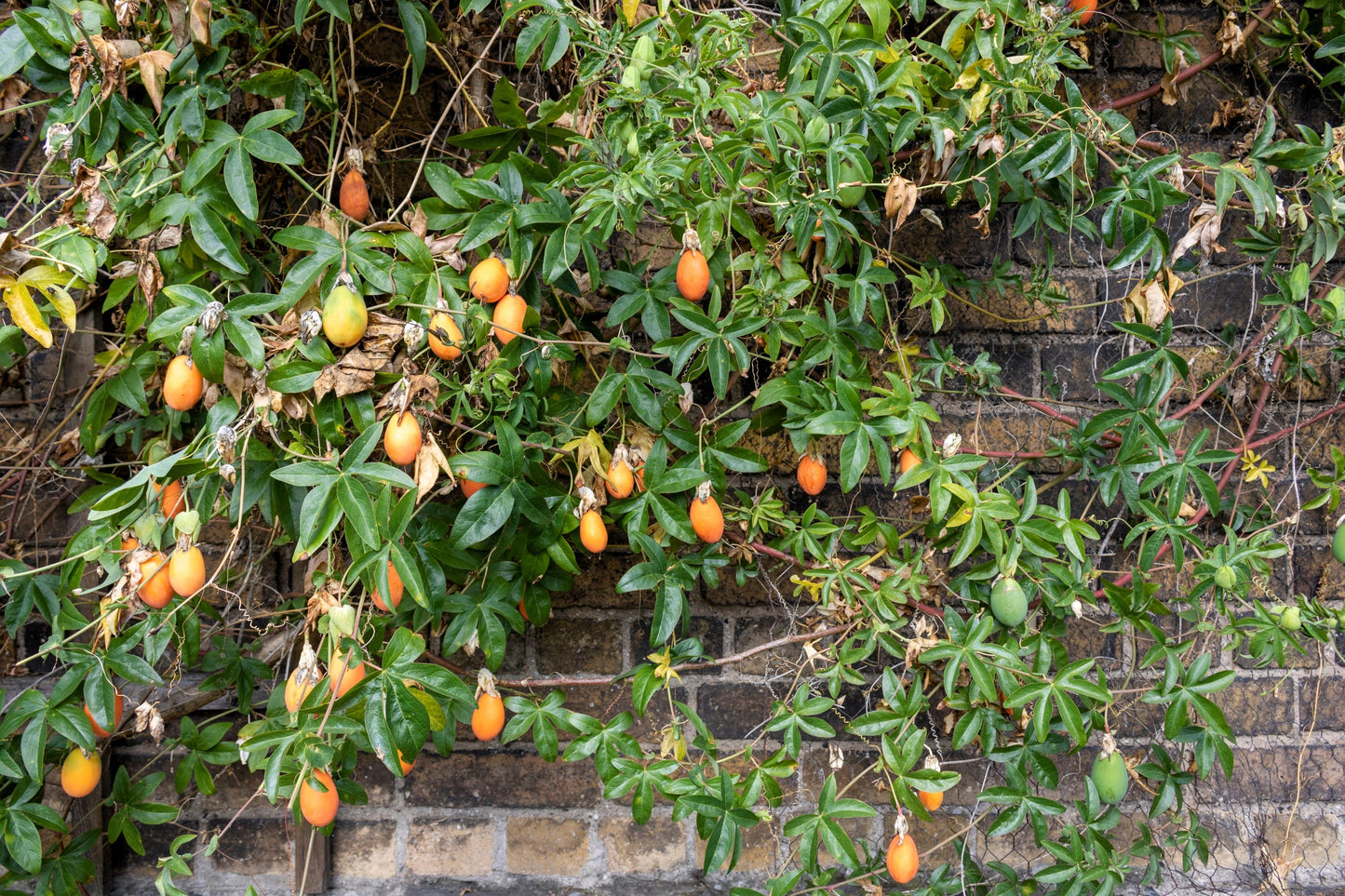 10 Passionflower / Passion fruit (Passiflora Caerulea) Seeds